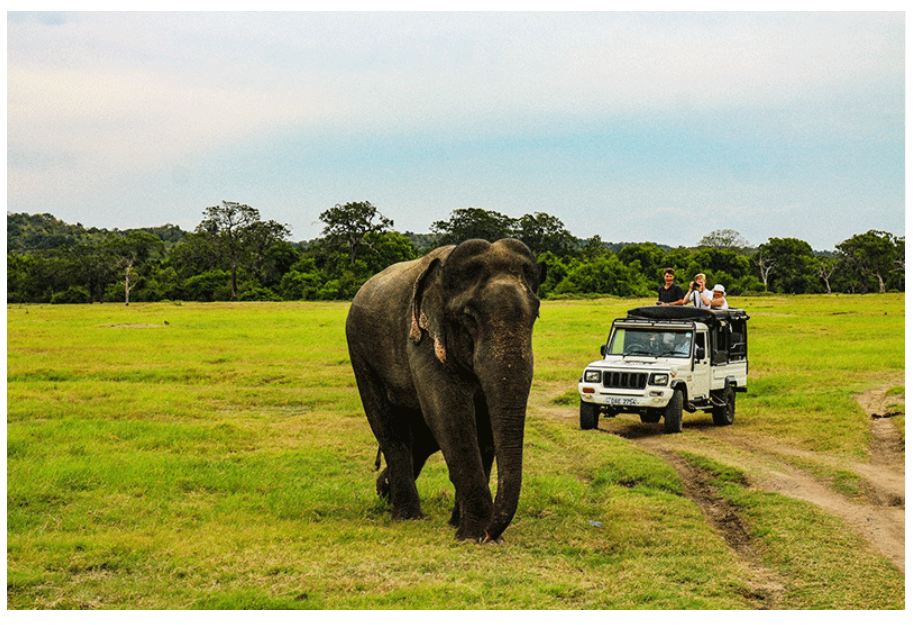 Minneriya National Park