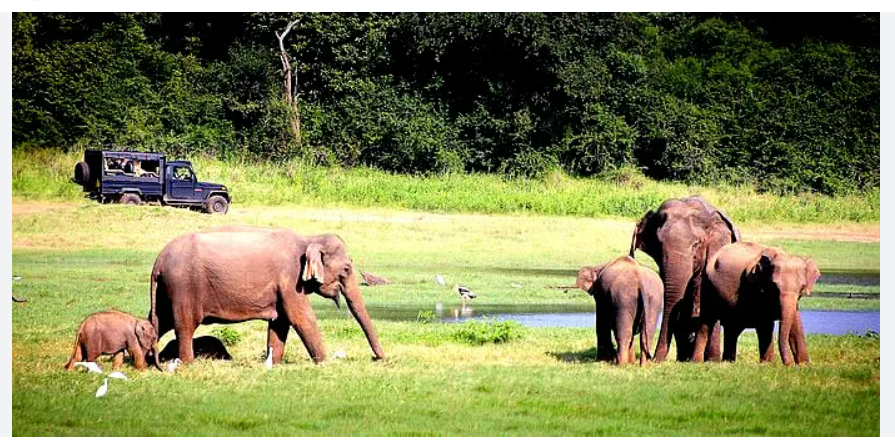 elephants