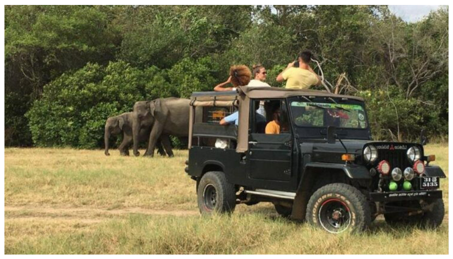 safari