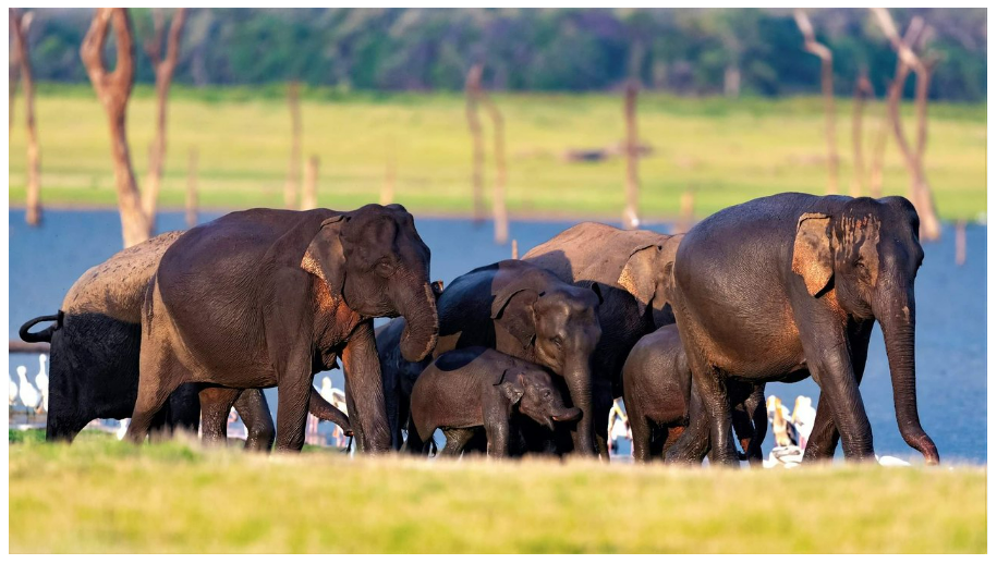Kaudulla National Park