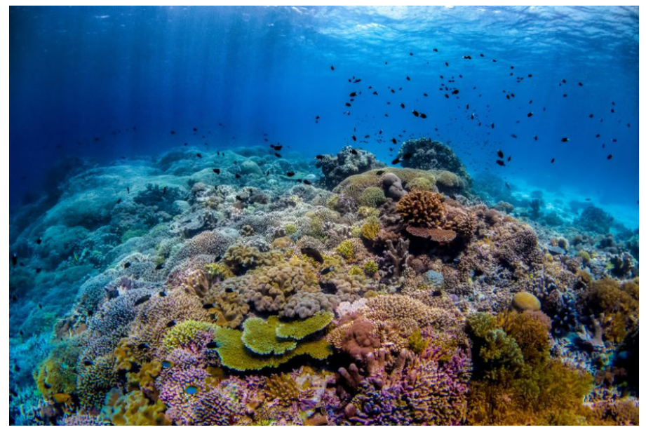 Top Scuba Diving Spots in the Philippines