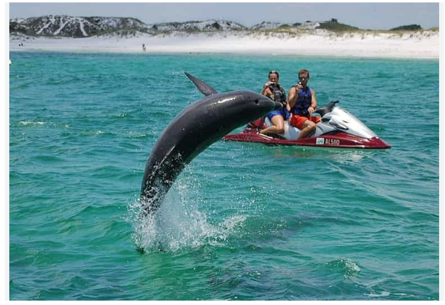 Destin Jet Ski Dolphin Tours