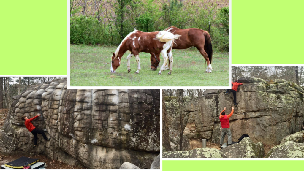 Horse Pens 40
