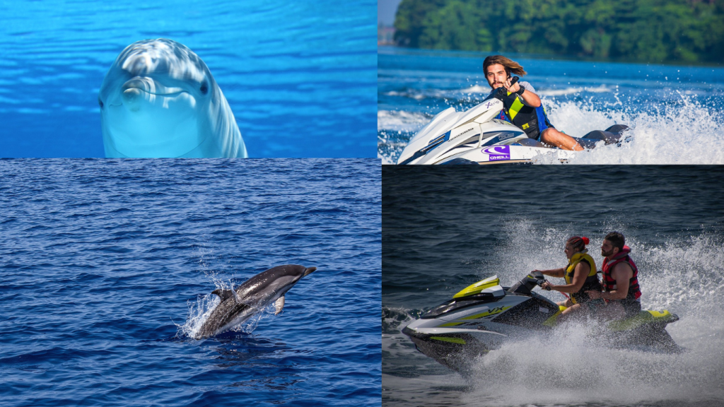 Why Choose a Jet Ski Dolphin Tour in Destin?